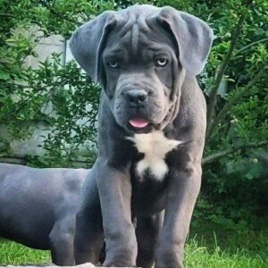 Kratos Cane Corso