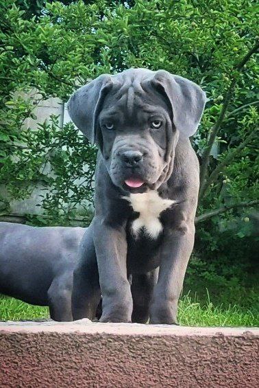 Kratos Cane Corso