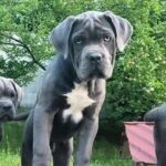 Kratos-male-Corso-puppy-for-sale-2
