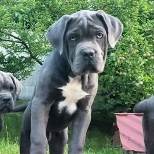 Kratos Cane Corso