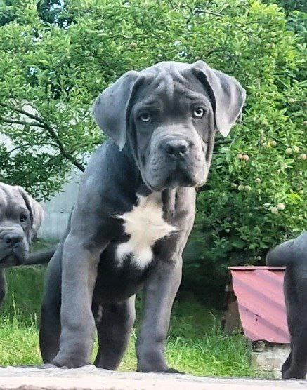 Kratos Cane Corso
