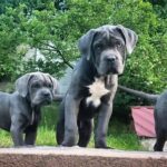 Kratos-male-Corso-puppy-for-sale-3