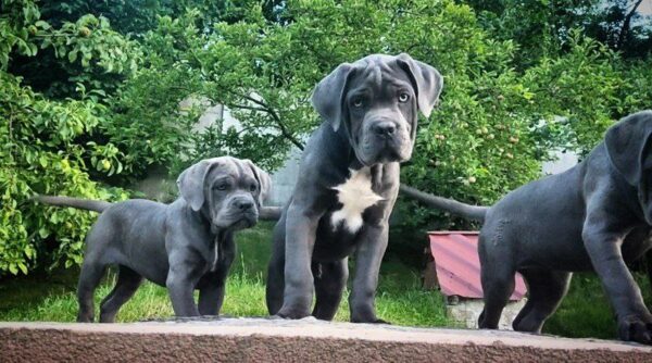 Kratos Cane Corso