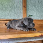 Krista-female-Corso-puppy-for-sale-1