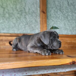 Krista Cane Corso