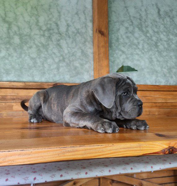 Krista Cane Corso
