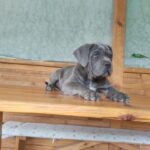 Krista-female-Corso-puppy-for-sale-2
