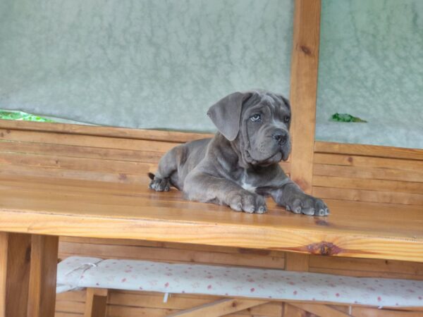 Krista Cane Corso