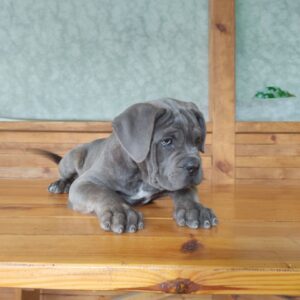 Krista Cane Corso