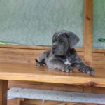 Krista-female-Corso-puppy-for-sale-4