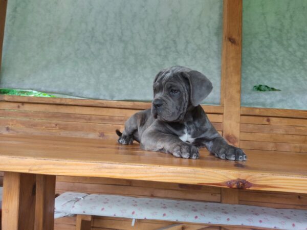 Krista Cane Corso