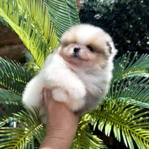 Krosh Pomeranian