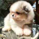 Krosh-male-Pomeranian-puppy-for-sale-2