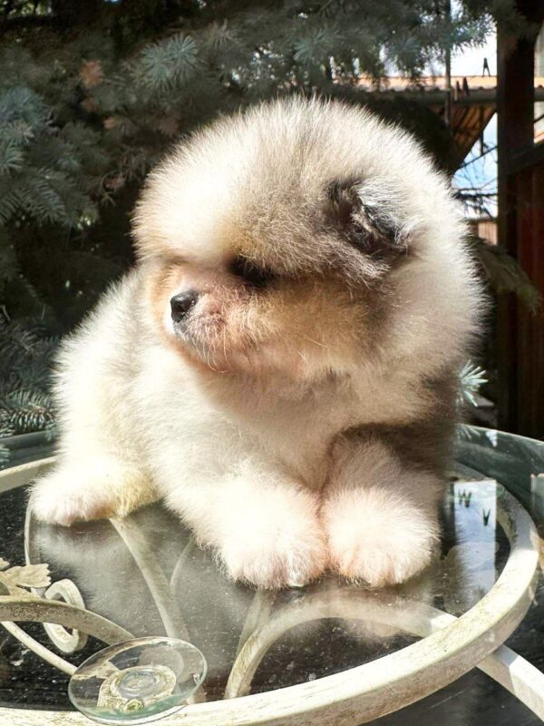 Krosh Pomeranian