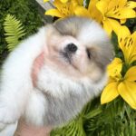 Krosh-male-Pomeranian-puppy-for-sale-3