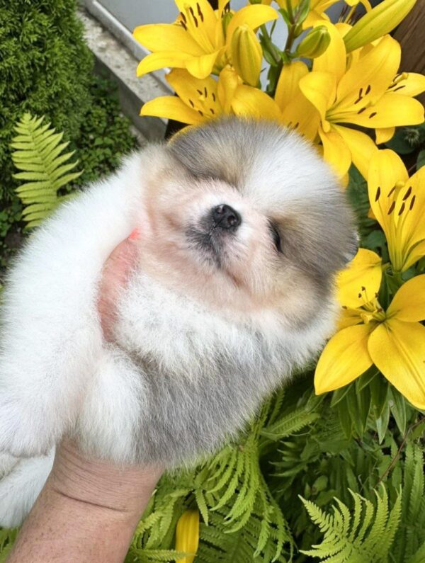 Krosh Pomeranian