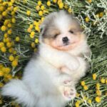 Krosh-male-Pomeranian-puppy-for-sale-4