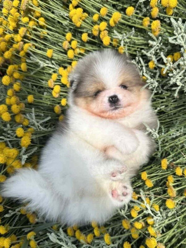 Krosh Pomeranian