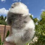 Krosh-male-Pomeranian-puppy-for-sale-5