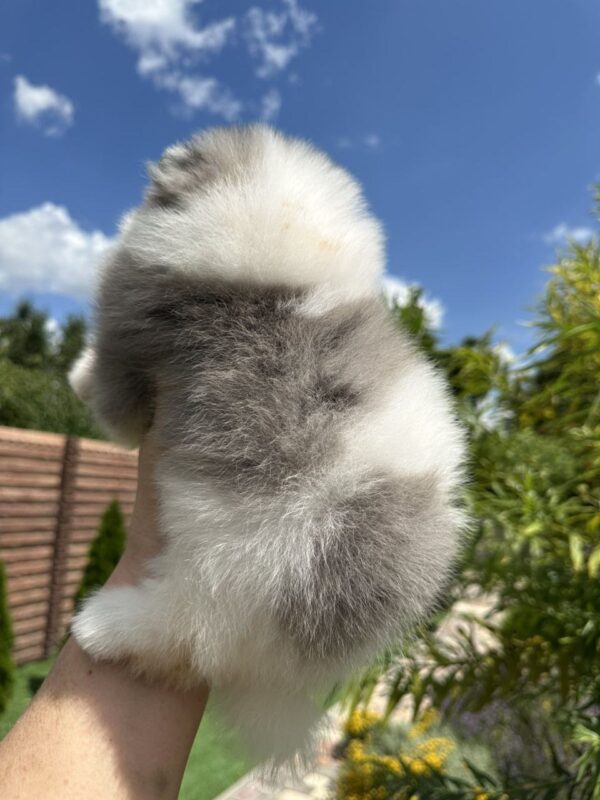 Krosh Pomeranian
