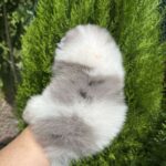 Krosh-male-Pomeranian-puppy-for-sale-6