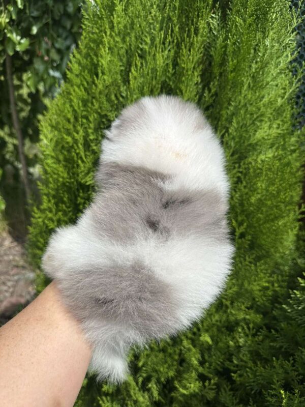 Krosh Pomeranian