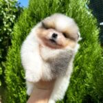 Krosh-male-Pomeranian-puppy-for-sale-7