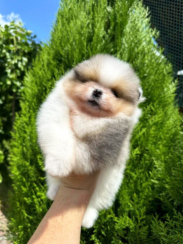 Krosh Pomeranian