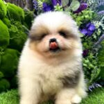 Krosh-male-Pomeranian-puppy-for-sale-8