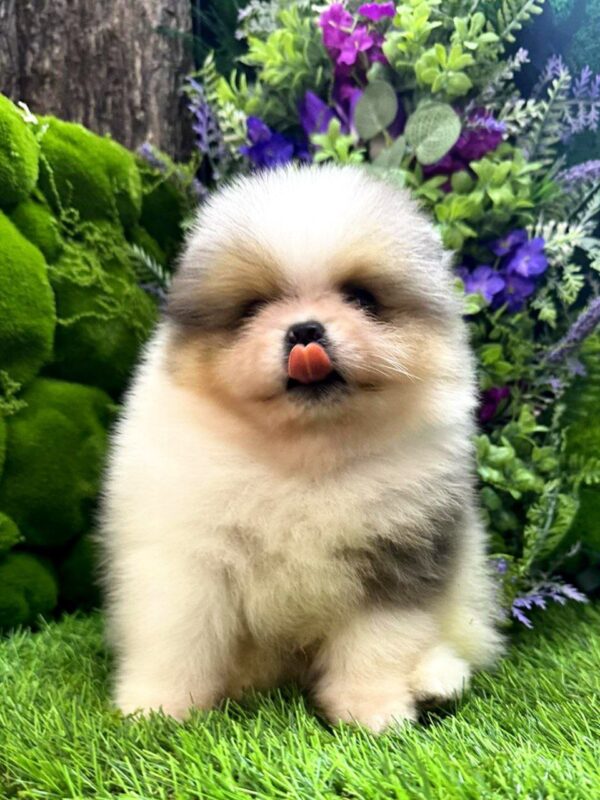 Krosh Pomeranian