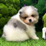 Krosh-male-Pomeranian-puppy-for-sale-9