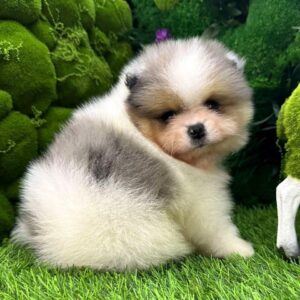 Krosh Pomeranian