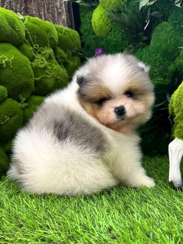 Krosh Pomeranian