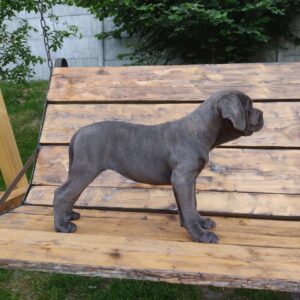 Kylie Cane Corso