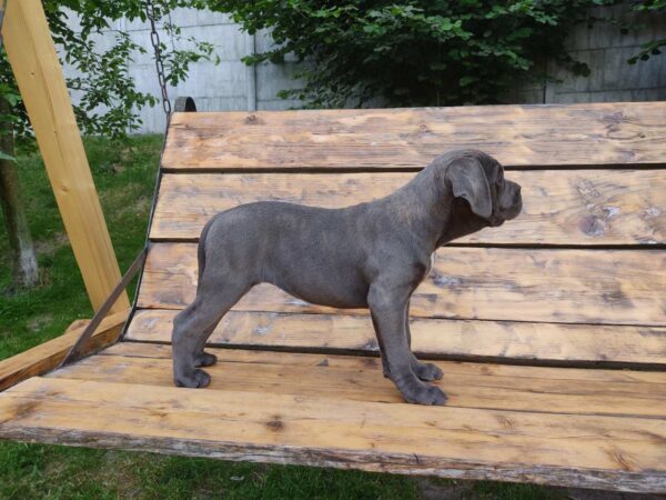 Kylie Cane Corso