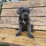 Kratos Cane Corso