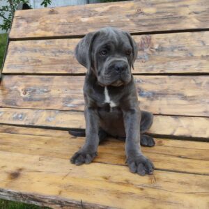 Kylie Cane Corso