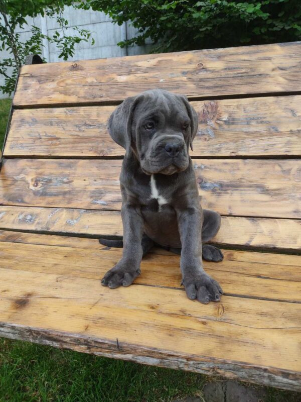 Kylie Cane Corso