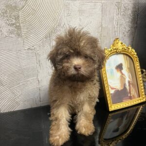 Laila Toy Poodle