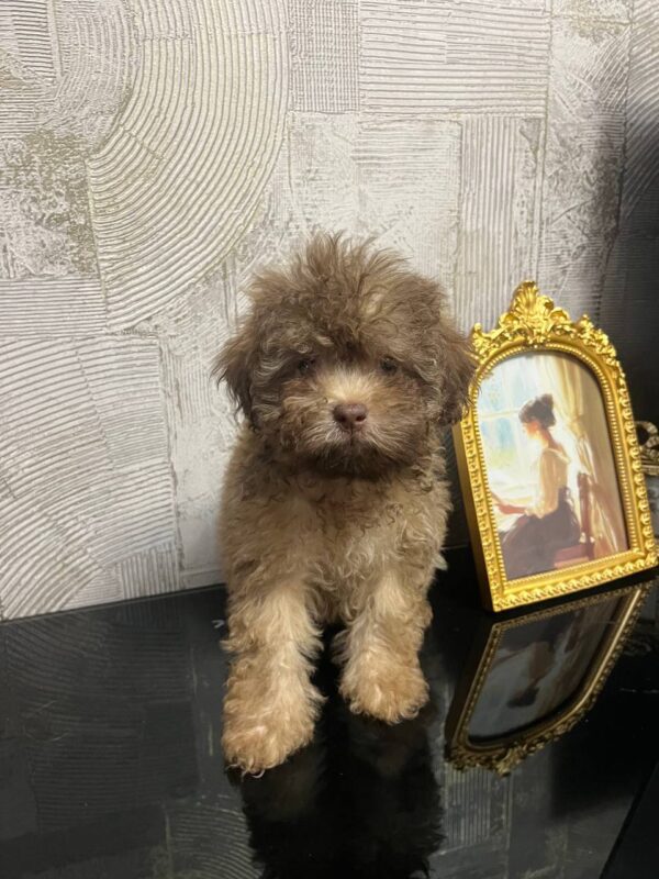 Laila Toy Poodle