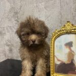 Laila-female-Poodle-puppy-for-sale-2