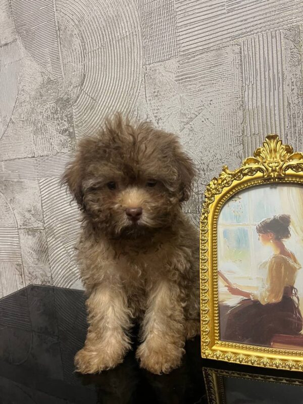 Laila Toy Poodle