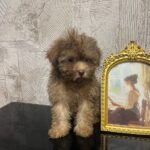 Laila-female-Poodle-puppy-for-sale-3