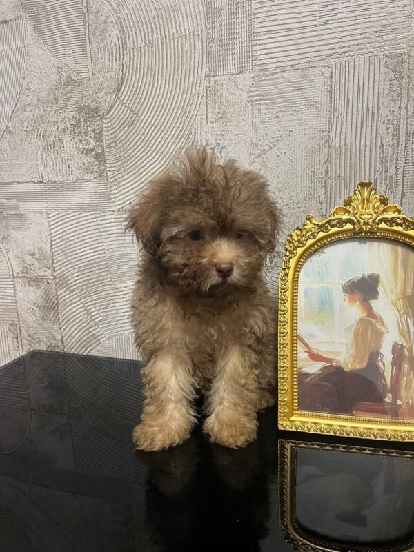 Laila Toy Poodle