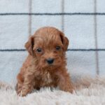 Lali-male-cavapoo-puppy-for-sale- (1)