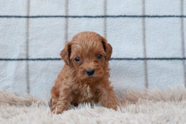 Lali Cavapoo