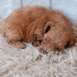 Lali-male-cavapoo-puppy-for-sale- (2)