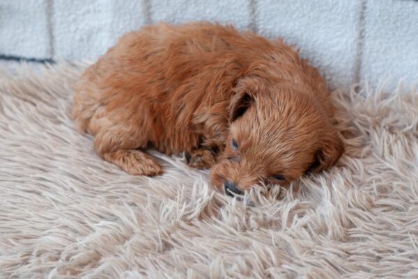 Lali Cavapoo