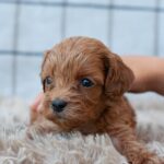Leila Cavapoo