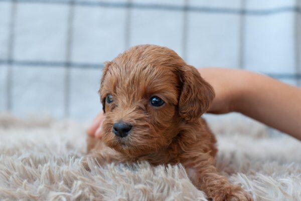 Lali Cavapoo